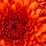 Profile Picture of Cheryl Markham (@cheryl.markham.712) on Instagram