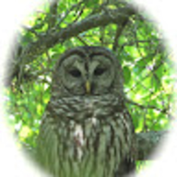 Profile Picture of Kim Heilshorn (@kheilshorn) on Poshmark