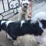 Profile Picture of Luke & Penny 🐾 (@luke.b_penny.w) on Instagram