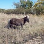 Profile Picture of Shirley MacPherson (@happysam4723) on Instagram