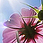 Profile Picture of Andrew Fiore (@thefieldsofdawn) on Flickr