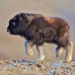 Profile Picture of Steven Stallion (@bigbabybison) on Instagram