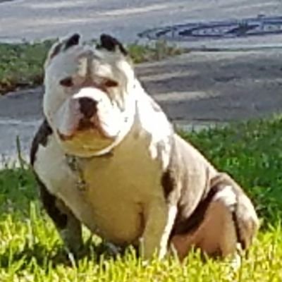 Profile Picture of Joshua McMillan (@Capitaodomato1) on Twitter