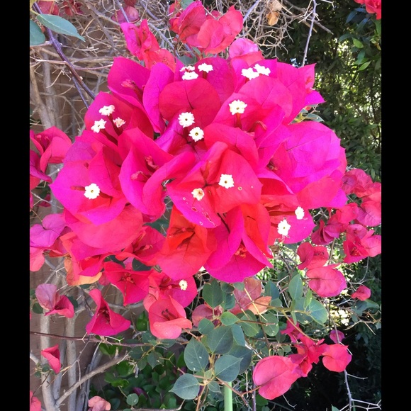 Profile Picture of Tzu Tzu (@ttzu) on Poshmark