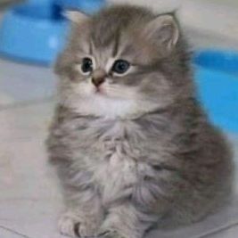 Profile Picture of Tunnell (@tumel3) on Tiktok