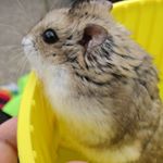 Profile Picture of emmet ehlers (@jerrythehamster2020) on Instagram