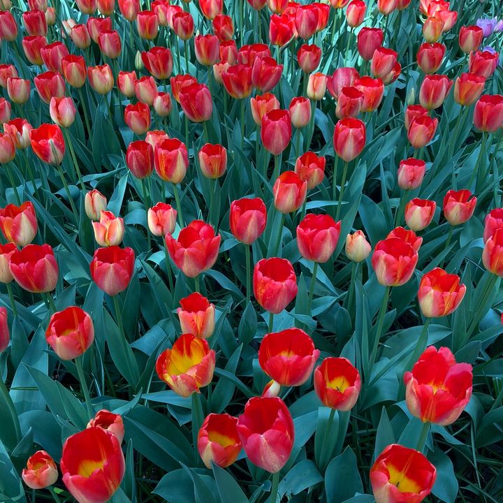 Profile Picture of Richard (@bcnrichard) on Tiktok