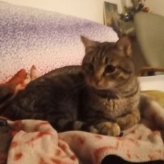 Profile Picture of Michele Menapace (@michele.menapace) on Tiktok