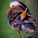 Profile Picture of sandyfultz (@sandyfultz7950) on Instagram