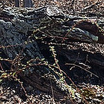 Profile Picture of James Crane (@waroncars) on Flickr