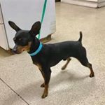 Profile Picture of Lori Koehler (@socal_imps_minpin_rescue) on Instagram