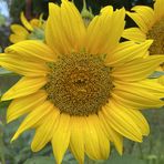 Profile Picture of Janet Reiss (@Janet-Reiss) on Facebook