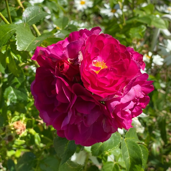 Profile Picture of Annie Annie (@bushrachattha85) on Poshmark