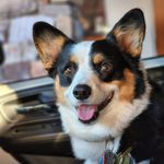 Profile Picture of Meggie the Tricolored Corgi (@tricoloredtrouble) on Instagram