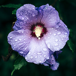 Profile Picture of Zacharias Kraus (@Wolperting3r) on Flickr