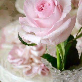 Profile Picture of Sadaf Ashraf (@sadafashraf381) on Twitter