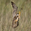Profile Picture of raptorsareme2 (@raptorsareme2) on Flickr