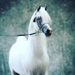 Profile Picture of 💚معرفی بهترین اسب های ایران💚 (@asb_baazan) on Instagram