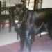 Profile Picture of Carlene Elster McCall (@cme5797) on Pinterest