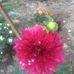 Profile Picture of Sameera Syed (@sameera.shaik.148553) on Facebook