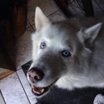 Profile Picture of Gus Panos (@orcatry) on Instagram