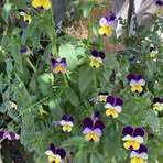 Profile Picture of Pamela Calvert Maher (@pamela.calvertmaher) on Facebook