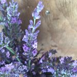 Kim Stirling - Instagram Profile Picture of Kim Stirling (@kims_62) on Instagram