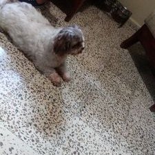 Profile Picture of Liz Negron (@LizNegron4) on Twitter