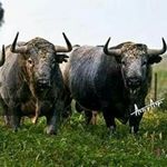 Profile Picture of Manuel Ramilo de la Torre (@mr2891246) on Instagram