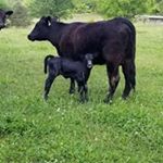 Profile Picture of Bobbie White (@bbbobie) on Instagram