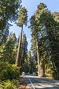 Profile Picture of Sequoia sempervirenson Wikipedia