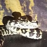 Profile Picture of Isaac Rosenberg (@ghostis_reptiles) on Instagram