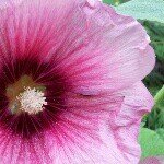 Profile Picture of Dianna Adams (@dianna4720) on Instagram