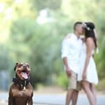 Profile Picture of Ariel Mayer (@ariel_mayer_k9) on Instagram
