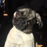 Profile Picture of Ariel Ieker (@pugariel) on Instagram