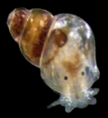 Profile Picture of Rissoellaon Wikipedia