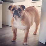 Profile Picture of Baby_betty_huckle_bulldog (@baby_betty_huckle_bulldog) on Instagram