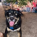 Profile Picture of Ralph Diesel Rebel (@rufus.the.dufus_) on Instagram