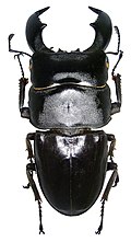 Profile Picture of Dorcus titanuson Wikipedia