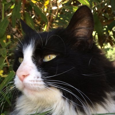 Profile Picture of Chris Hedgpeth (@pethmerga) on Twitter