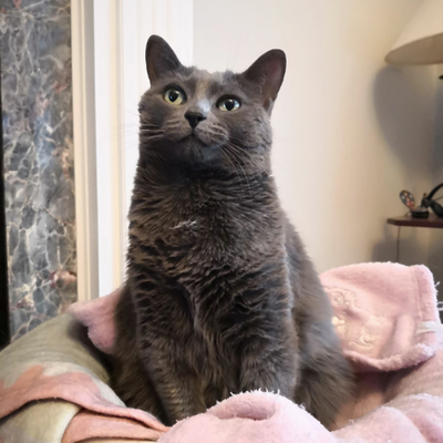 Profile Picture of Danielle DeSouza (@NeuroNerd13) on Twitter