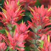 Profile Picture of Lisa Shadrick (@lisadshadrick) on Youtube