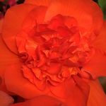 Profile Picture of Halina Rzymkowska (@niktwazny75) on Instagram