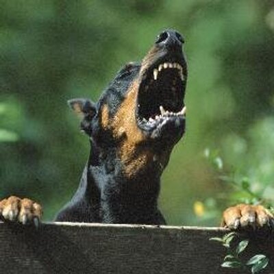 Profile Picture of Mike Petrov (@_Doberman__) on Twitter