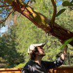 Profile Picture of Joel (@frondophile) on Instagram