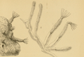Profile Picture of Victorellaon Wikipedia