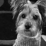Profile Picture of Prince Michael Gant- Haynes (@prince_thee_pup) on Instagram