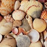 lisa - Instagram Profile Picture of lisa (@lisa___moradi) on Instagram