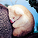 Profile Picture of Diane Collins (@star_tiger_star_ariel) on Flickr