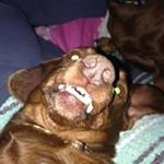 Profile Picture of Alvin Gillespie (@alvin705) on Instagram